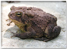 american toad